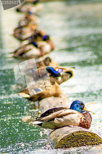 Image of mallard ducks in a row