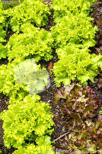 Image of salad cultivation