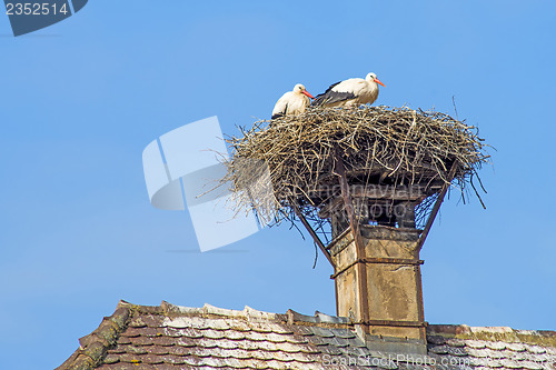 Image of stork