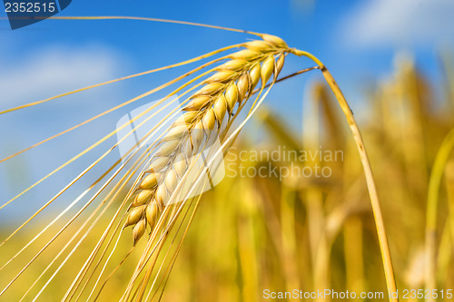Image of barley