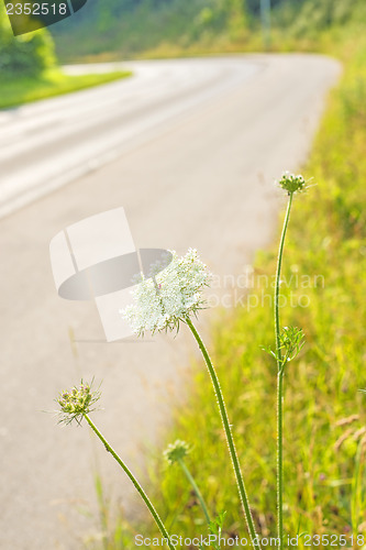 Image of wild carrot at a road