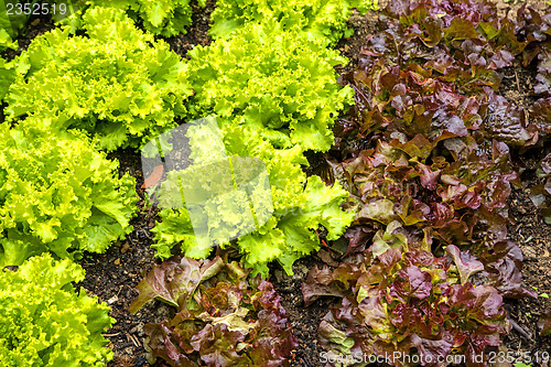 Image of salad cultivation