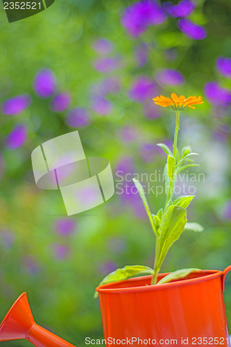 Image of Calendula in an ewer