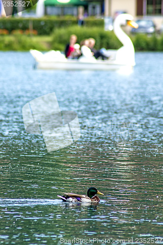 Image of duck with a swan pedal boat