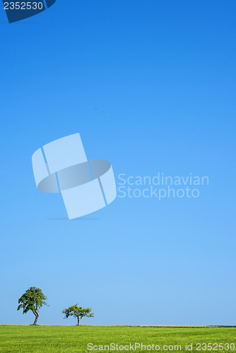 Image of tree in summertime
