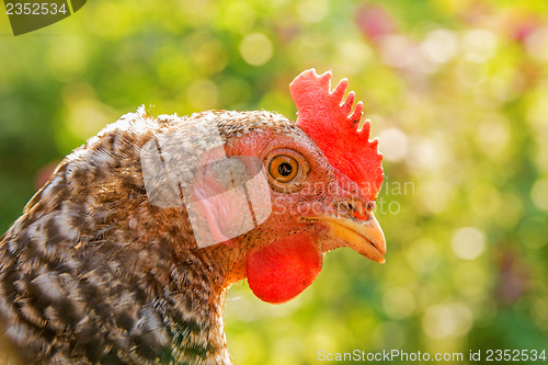 Image of chicken head