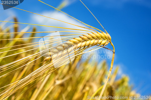 Image of barley