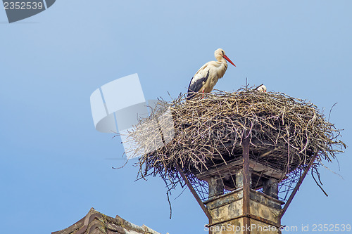 Image of stork