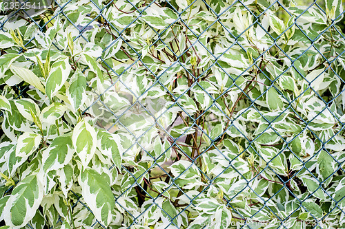 Image of ivy on a fence