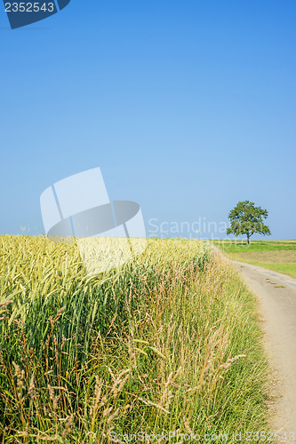 Image of field of spelt in summertime