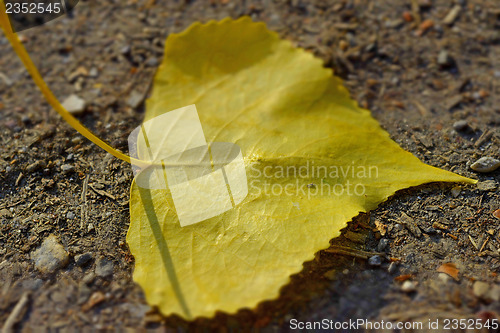 Image of leaf of a poplar 