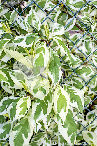 Image of ivy on a fence