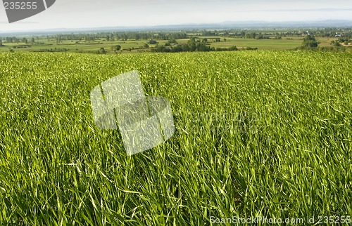 Image of Green field