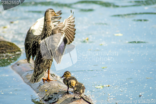 Image of mallard duck with offspring