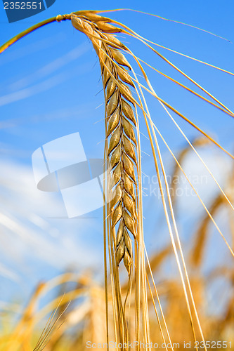 Image of barley