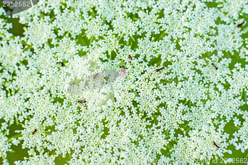 Image of macro of a wild carrot bloom