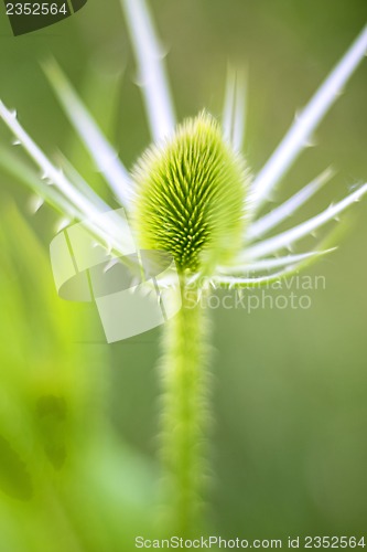 Image of teasel 