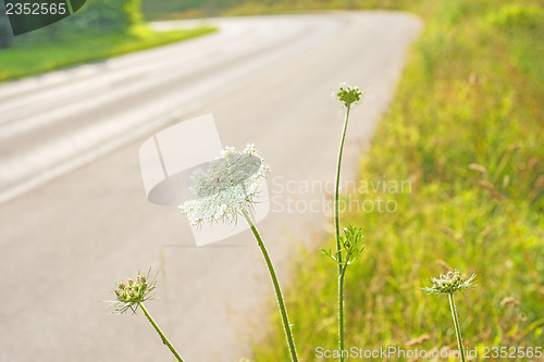 Image of wild carrot at a road