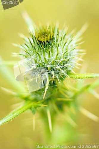 Image of thistle