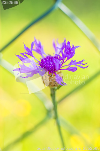 Image of Knapweed with fence