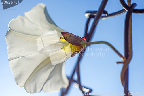 Image of hedge-bindweed blooming 