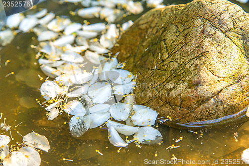 Image of pond with rock and whte petals