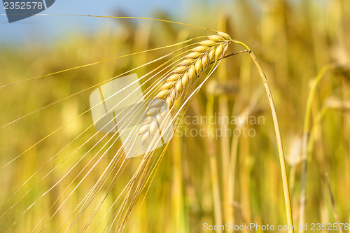 Image of barley