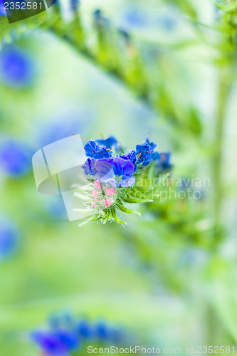 Image of viper's bugloss