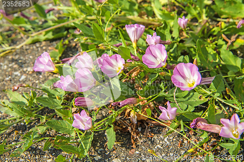 Image of hedge bindweed on a road