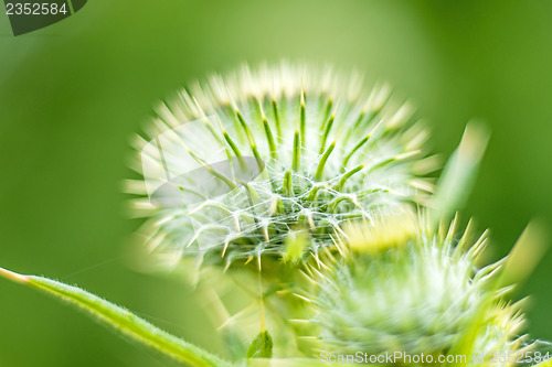 Image of thistle