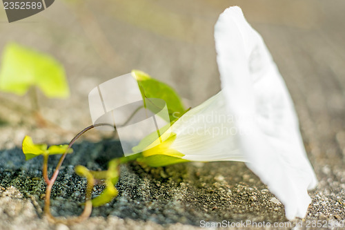 Image of bloom of a hedge bindweed 