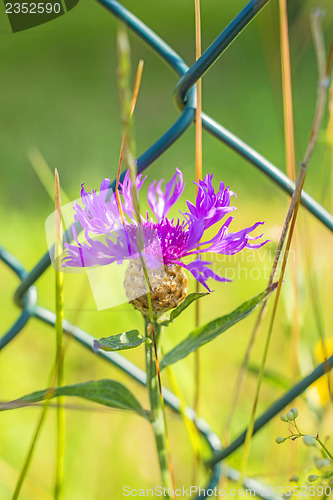 Image of Knapweed with fence