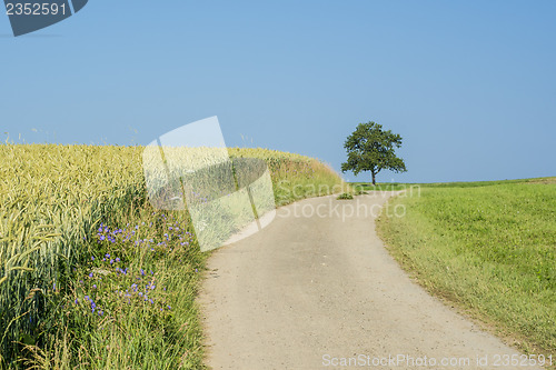 Image of field of spelt in summertime