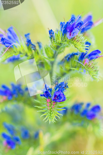 Image of viper's bugloss