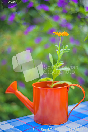 Image of Calendula in an ewer