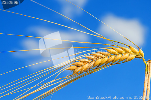 Image of barley