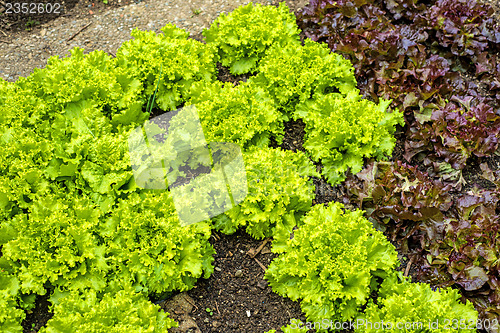Image of salad cultivation