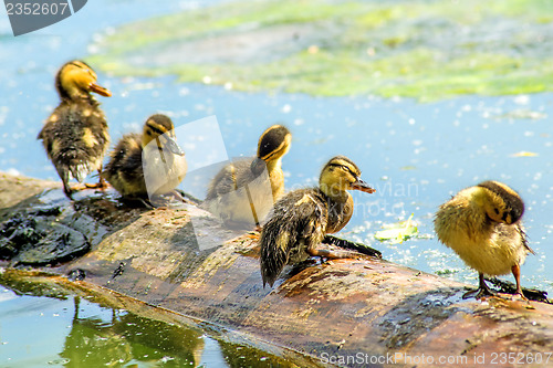 Image of offspring of an mallard duck