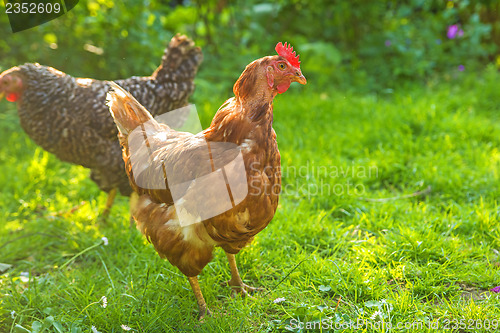 Image of chicken in meadow