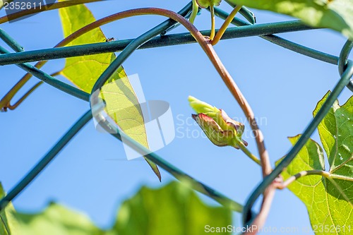 Image of hedge-bindweed on a fence
