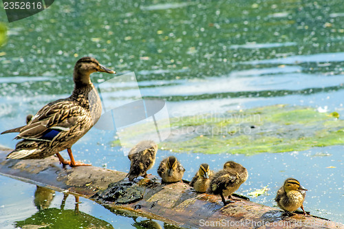 Image of mallard duck with offspring