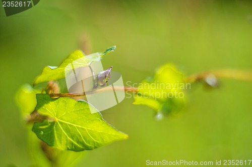 Image of hedge bindweed 