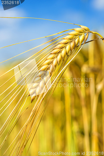 Image of barley