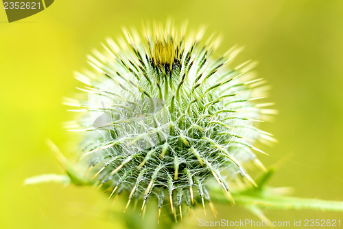 Image of thistle