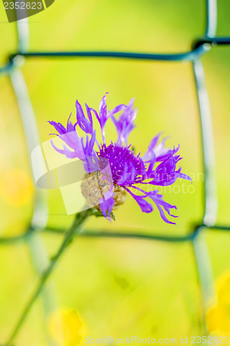 Image of Knapweed with fence