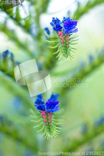 Image of viper's bugloss