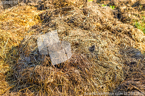 Image of dung hill