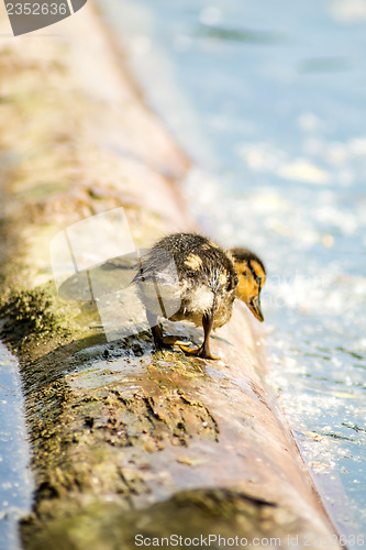 Image of mallard duck with offspring