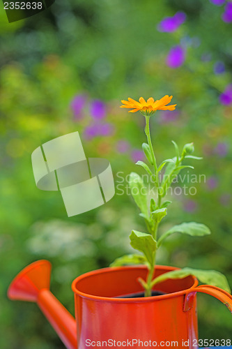 Image of Calendula in an ewer