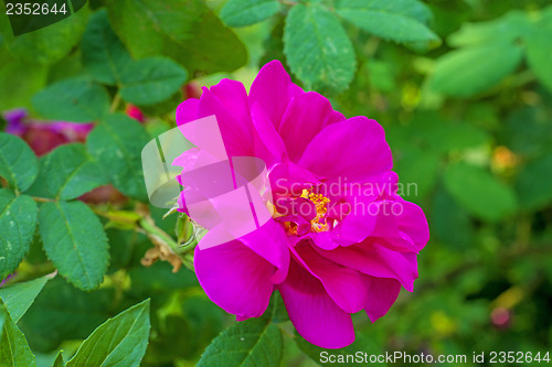 Image of medicnal rose, Rosa gallica